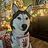 bandana, cabinet, celebration, christmas_tree, cozy, decorations, dog, festive, furniture, garland, holiday, husky, indoor, lights, ornaments, pet, presents, reindeer, winter, wood_floor