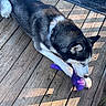 River is registered to the contest to win money with this photo: animal, black_and_white_fur, chewing, collar, daylight, dog, doormat, ears, fur, husky, outdoor, paw, pet, playful, purple_toy, shadow, snout, sunlight, toy, wooden_deck