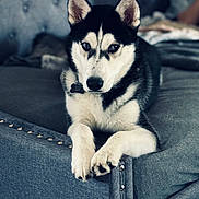 River joined the competition — help win amazing prizes! dog, siberian_husky, pet, animal, couch, indoor, fur, black_and_white, ears, paws, face, collar, resting, furniture, home, portrait, looking, cute, domestic_animal, canine