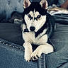 dog, siberian_husky, pet, animal, couch, indoor, fur, black_and_white, ears, paws, face, collar, resting, furniture, home, portrait, looking, cute, domestic_animal, canine