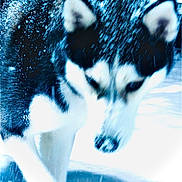 River is registered to the contest to win money with this photo: animal, blue_tint, blurry, canine, cold, dog, ears, face, frozen, fur, head, husky, mammal, nature, outdoor, pet, snow, snowflakes, walking, winter