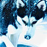 animal, blue_tint, blurry, canine, cold, dog, ears, face, frozen, fur, head, husky, mammal, nature, outdoor, pet, snow, snowflakes, walking, winter