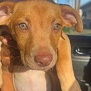 Lexii joined the competition — help win amazing prizes! puppy, dog, animal, brown_coat, floppy_ears, green_eyes, pink_nose, close_up, portrait, being_held, car, vehicle, interior, sunlight, outdoor, blue_sky, curious, cute, paws, collar