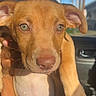 puppy, dog, animal, brown_coat, floppy_ears, green_eyes, pink_nose, close_up, portrait, being_held, car, vehicle, interior, sunlight, outdoor, blue_sky, curious, cute, paws, collar