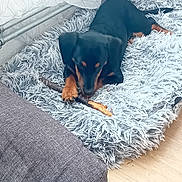 Moka a rejoint le concours — aidez-le/la à gagner de superbes lots ! dog, black_dog, tan_paws, fluffy_rug, stick, chewing, indoor, couch, curtain, plush_toys, wooden_floor, pet, canine, resting, cozy, furniture, animal, home, paw, cute