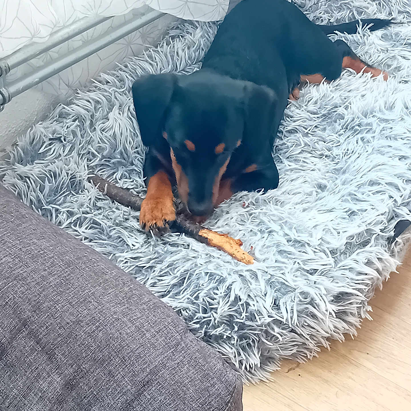 Moka a rejoint le concours — aidez-le/la à gagner de superbes lots ! animal, black_dog, canine, chewing, couch, cozy, curtain, cute, dog, fluffy_rug, furniture, home, indoor, paw, pet, plush_toys, resting, stick, tan_paws, wooden_floor