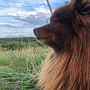 Stich a rejoint le concours — aidez-le/la à gagner de superbes lots ! dog, fluffy, brown_coat, side_profile, grass, outdoor, sky, clouds, nature, field, serene, animal, pet, muzzle, ears, furry, leash, calm, landscape, closeup