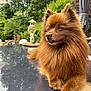 Stich participe au concours pour gagner de l'argent avec cette photo : dog, brown_dog, fluffy, outdoor, table, glass_table, garden, greenery, plants, statue, relaxing, pet, animal, nature, calm, serene, fur, portrait, daylight, domestic_animal