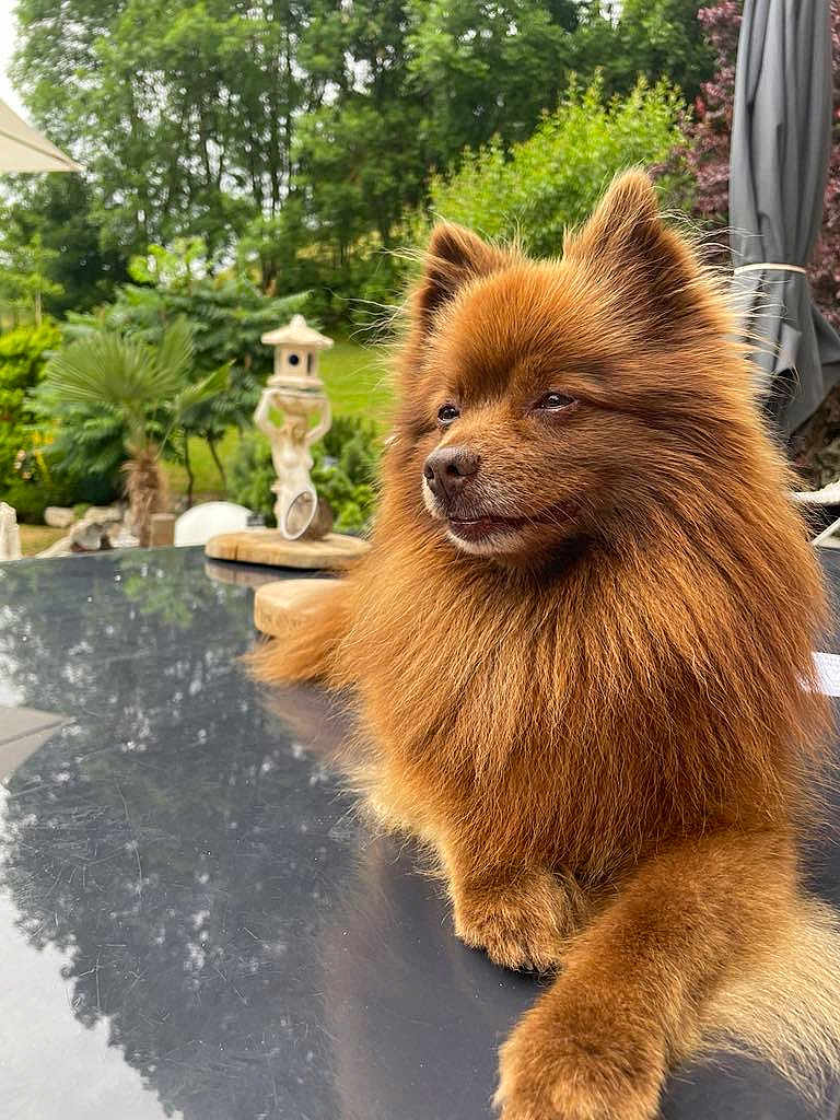 Stich participe au concours pour gagner de l'argent avec cette photo : dog, brown_dog, fluffy, outdoor, table, glass_table, garden, greenery, plants, statue, relaxing, pet, animal, nature, calm, serene, fur, portrait, daylight, domestic_animal