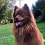Stich participe au concours pour gagner de l'argent avec cette photo : dog, brown, fluffy, panting, outdoor, grass, greenery, trees, nature, pet, canine, animal, tongue, happy, fur, portrait, park, daylight, mammal, ears
