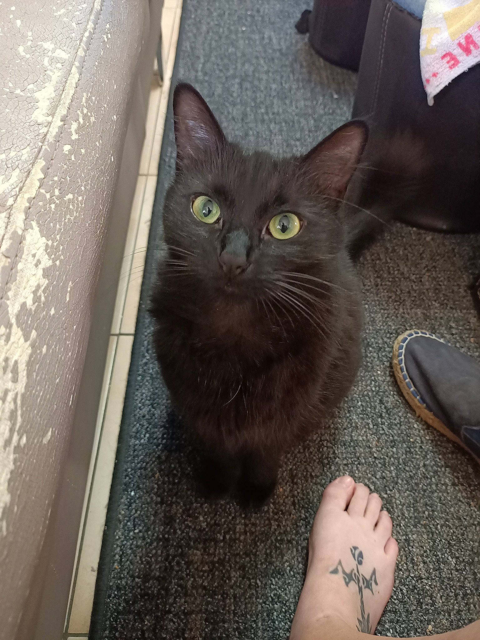 Papaye participe au concours pour gagner de l'argent avec cette photo : barefoot, black_cat, carnivore, cat, chair, comfort, domestic_short_haired_cat, felidae, floor, flooring, foot, fur, grey, head, human_leg, small_to_medium_sized_cats, snout, tail, whiskers, wrist