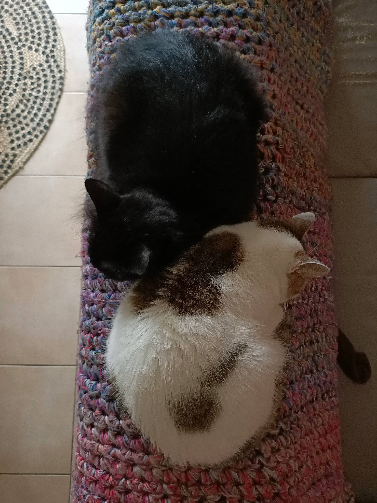 Papaye participe au concours pour gagner de l'argent avec cette photo : carnivore, cat, cat_supply, claw, comfort, domestic_short_haired_cat, fawn, felidae, floor, flooring, fur, grey, hardwood, linens, pattern, small_to_medium_sized_cats, tail, textile, whiskers, wood