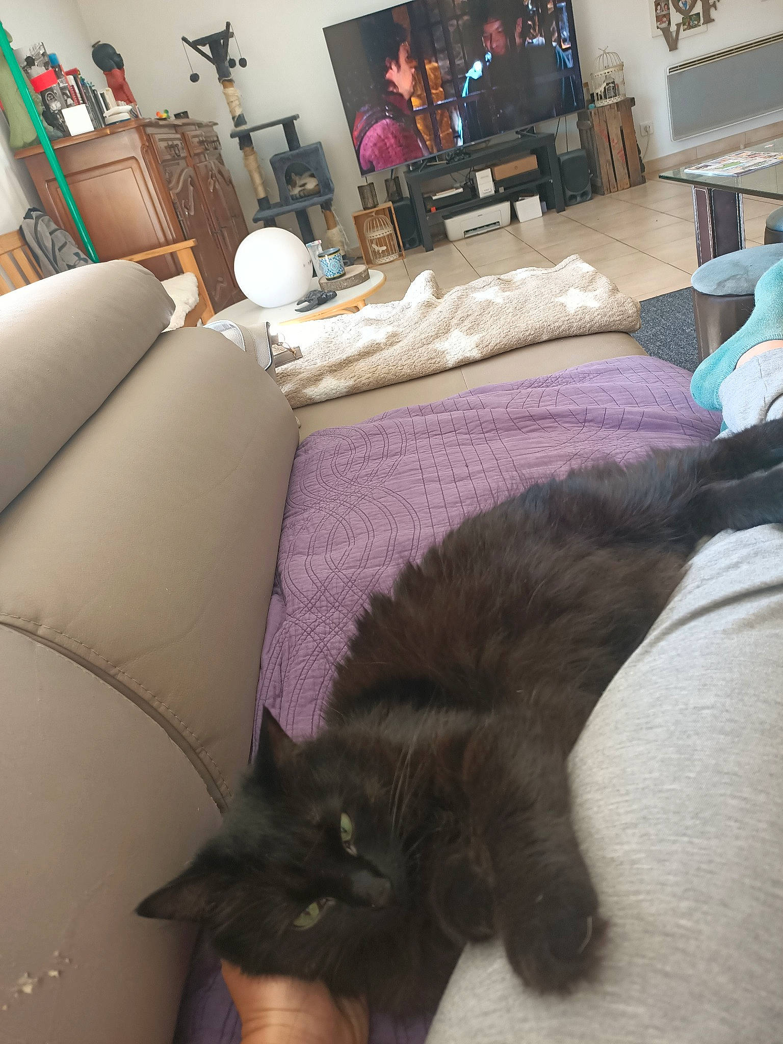 Papaye participe au concours pour gagner de l'argent avec cette photo : black, cat, comfort, couch, felidae, floor, flooring, furniture, grey, hardwood, interior_design, lamp, living_room, picture_frame, purple, studio_couch, table, television, textile, wood