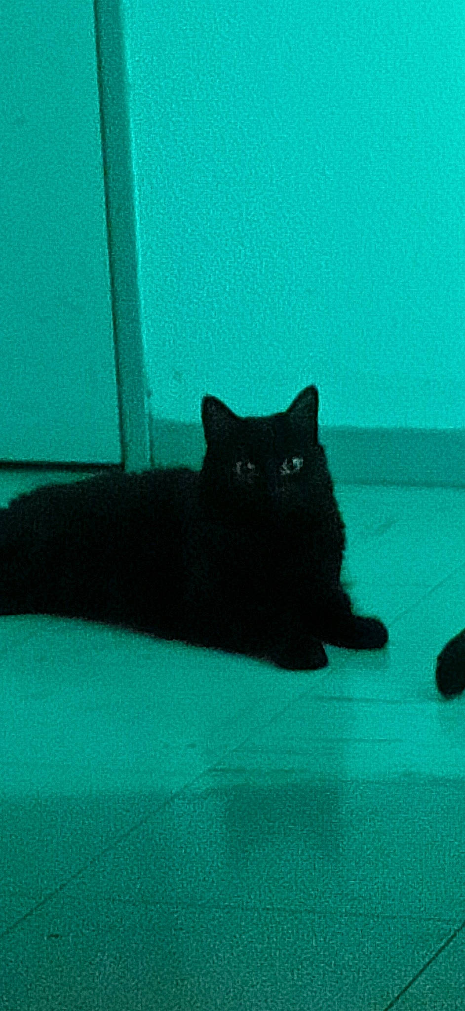 Papaye participe au concours pour gagner de l'argent avec cette photo : asian, black, black_cat, bombay, british_shorthair, carnivore, cat, domestic_short_haired_cat, eye, felidae, fur, green, kitten, mammal, small_to_medium_sized_cats, tail, whiskers