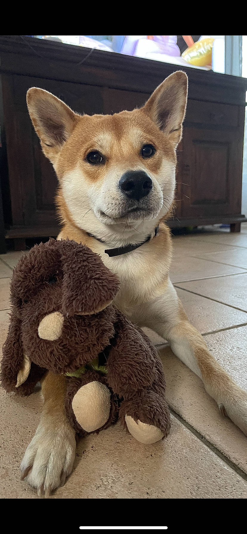 Falcon participe au concours pour gagner de l'argent avec cette photo : ancient_dog_breeds, carnivore, collar, companion_dog, dog, dog_breed, door, fawn, flooring, fur, paw, plush, snout, sporting_group, stuffed_toy, tail, terrestrial_animal, toy, whiskers, working_animal