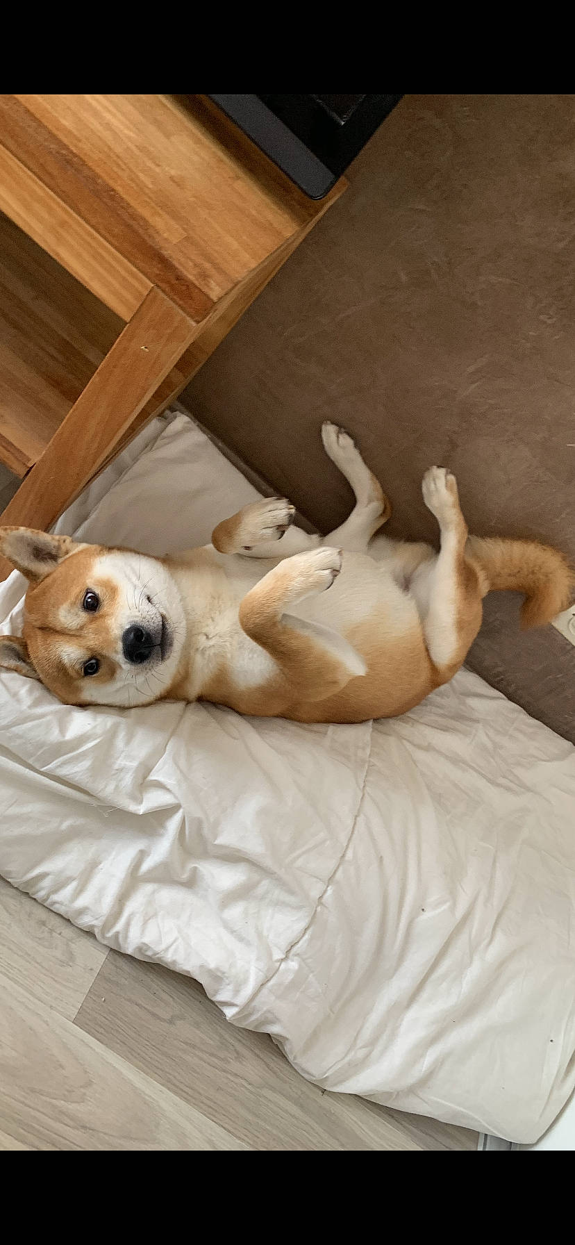 Falcon a rejoint le concours — aidez-le/la à gagner de superbes lots ! bed, canidae, carnivore, comfort, companion_dog, couch, dog, dog_breed, dog_supply, fawn, flooring, fur, hardwood, linens, mammal, snout, sporting_group, tail, wood, working_animal