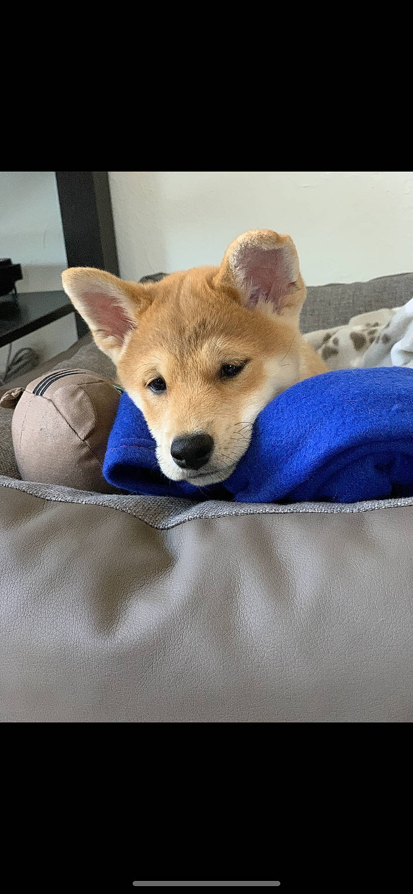 Falcon a rejoint le concours — aidez-le/la à gagner de superbes lots ! canidae, canis, carnivore, comfort, companion_dog, dingo, dog, dog_breed, electric_blue, fawn, fur, non_sporting_group, snout, soft_drink, spitz, sporting_group, tail, terrestrial_animal, whiskers, working_animal