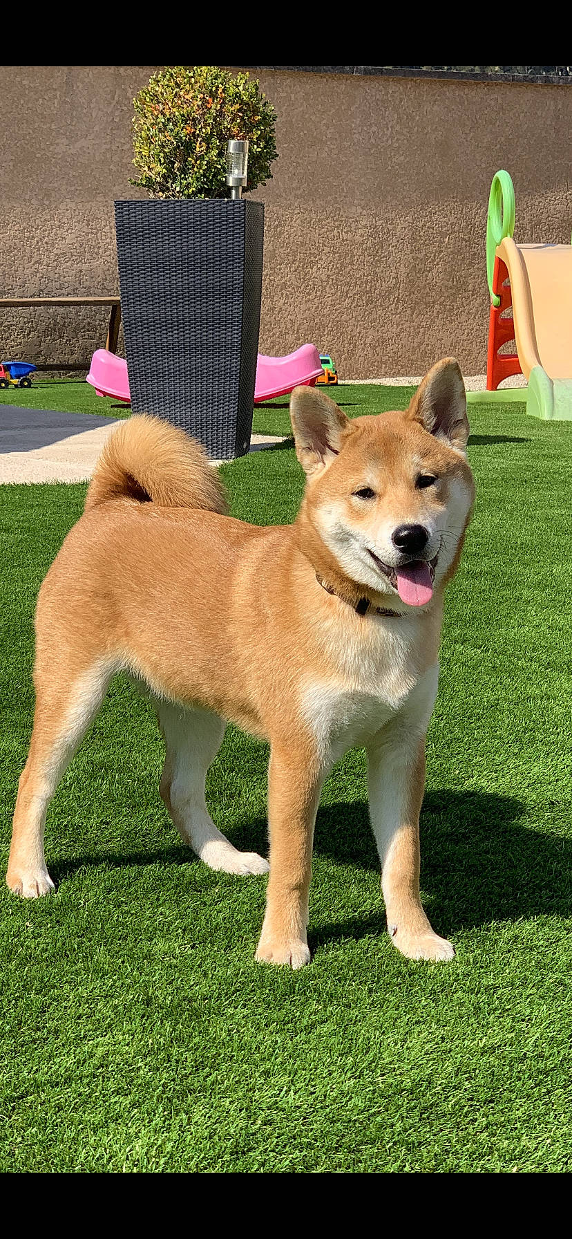 Falcon a rejoint le concours — aidez-le/la à gagner de superbes lots ! ancient_dog_breeds, canidae, carnivore, chair, collar, companion_dog, dog, dog_breed, dog_supply, fawn, flag, grass, herding_dog, outdoor_furniture, spitz, sporting_group, tail, tire, working_animal, working_dog