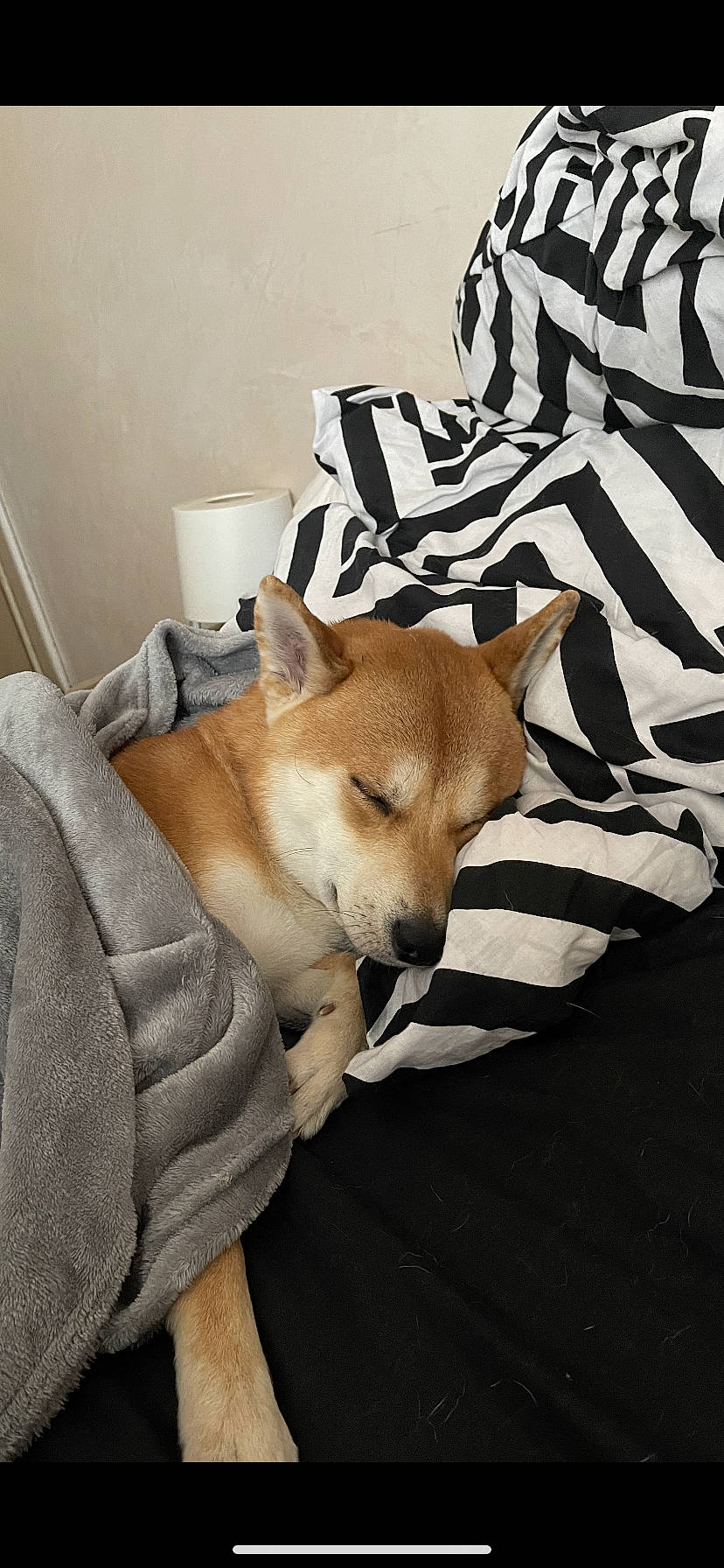 Falcon a rejoint le concours — aidez-le/la à gagner de superbes lots ! canidae, carnivore, chair, comfort, companion_dog, dog, dog_breed, dog_supply, fawn, flooring, fur, linens, non_sporting_group, snout, sporting_group, tail, whiskers, window, wood, working_animal