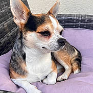 Pipo a rejoint le concours — aidez-le/la à gagner de superbes lots ! dog, chihuahua, small_dog, tricolor, pet, animal, resting, cushion, purple_cushion, woven_chair, outdoor_furniture, closeup, portrait, fur, ears, snout, paw, relaxed, calm, natural_light