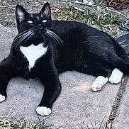 Oreo joined the competition — help win amazing prizes! cat, black_cat, white_paws, white_chest, outdoor, stone_tiles, grass, chain, pet, feline, whiskers, relaxed, looking_up, animal, nature, daylight, cute, resting, mammal, closeup