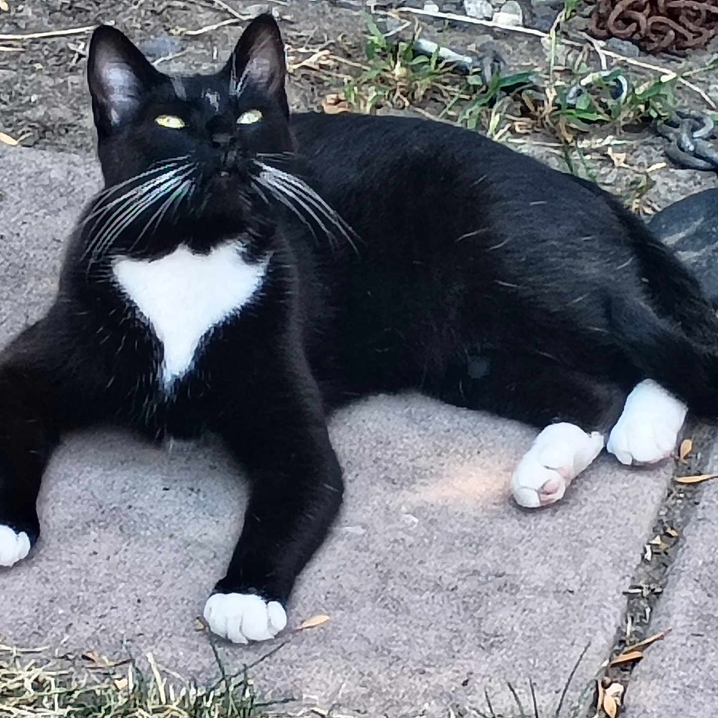 Oreo joined the competition — help win amazing prizes! animal, black_cat, cat, chain, closeup, cute, daylight, feline, grass, looking_up, mammal, nature, outdoor, pet, relaxed, resting, stone_tiles, whiskers, white_chest, white_paws