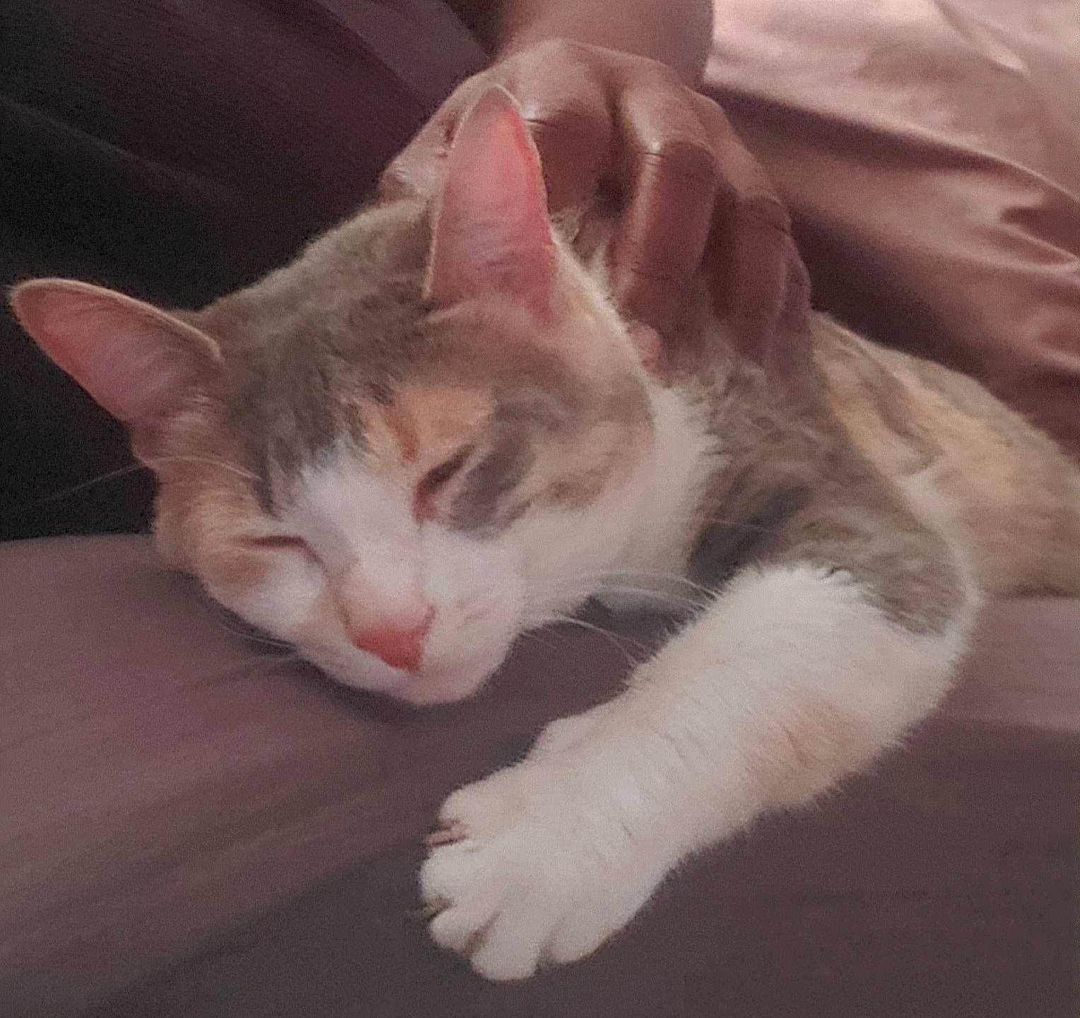 Hachi joined the competition — help win amazing prizes! carnivore, cat, claw, comfort, domestic_short_haired_cat, felidae, flooring, foot, fur, nap, paw, photo_caption, sitting, sleep, small_to_medium_sized_cats, snout, tail, whiskers