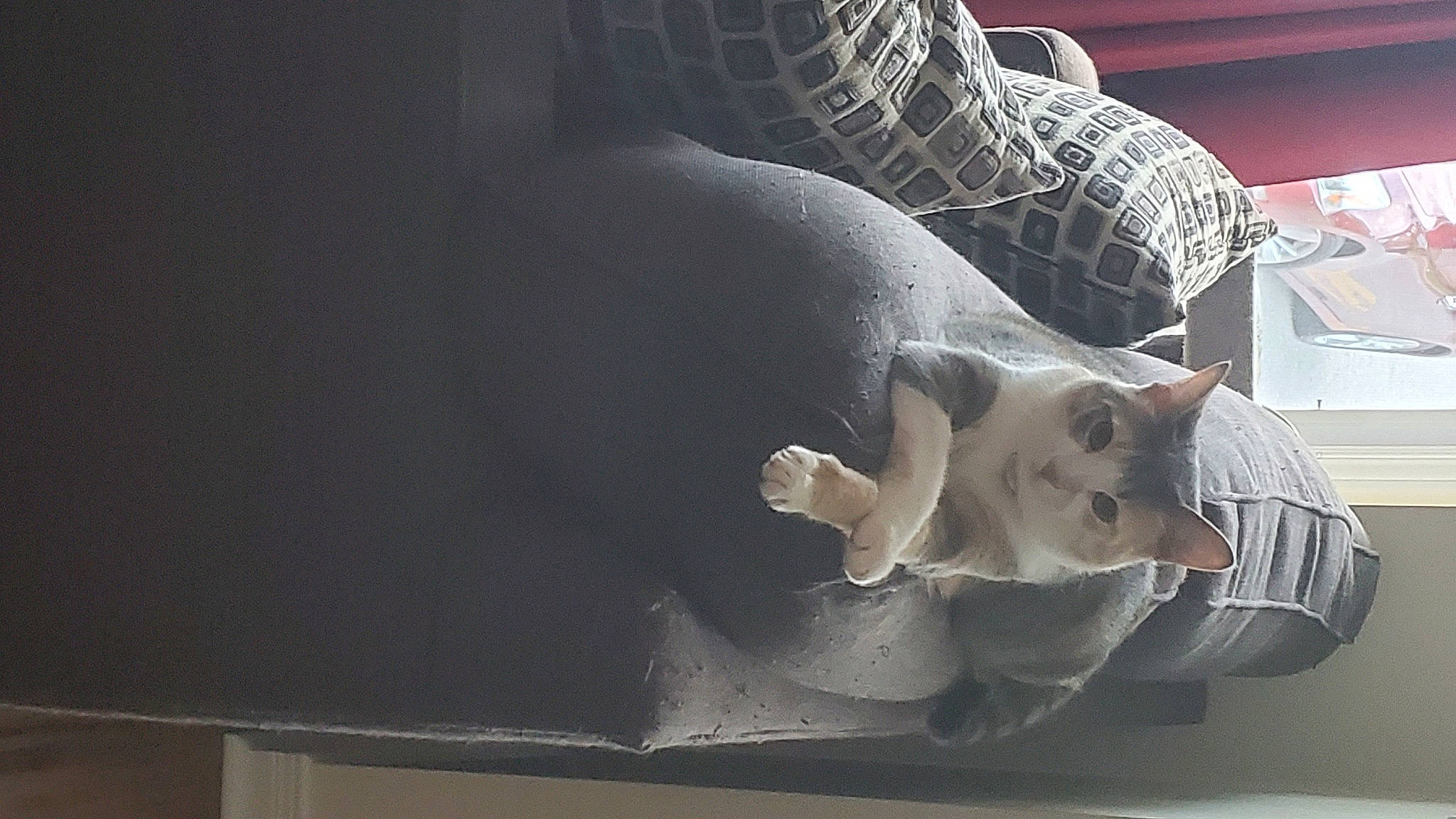 Hachi is registered to the contest to win money with this photo: canidae, carnivore, cat, comfort, companion_dog, couch, domestic_short_haired_cat, fawn, felidae, foot, fur, grey, human_leg, linens, nap, paw, sitting, small_to_medium_sized_cats, tail, whiskers