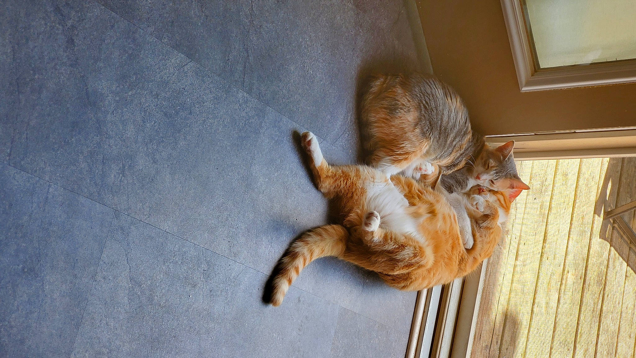 Hachi is registered to the contest to win money with this photo: canidae, carnivore, cat, claw, dog_breed, domestic_short_haired_cat, door, fawn, felidae, flooring, fur, hardwood, plant, small_to_medium_sized_cats, snout, sporting_group, tail, terrestrial_animal, whiskers, wood