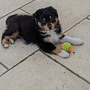 Myrtille a rejoint le concours — aidez-le/la à gagner de superbes lots ! puppy, dog, tennis_ball, tile_floor, black_fur, tan_fur, white_fur, cute, pet, young_dog, outdoor, playing, animal, small, fur, paw, looking, resting, adorable, curious