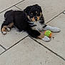 puppy, dog, tennis_ball, tile_floor, black_fur, tan_fur, white_fur, cute, pet, young_dog, outdoor, playing, animal, small, fur, paw, looking, resting, adorable, curious