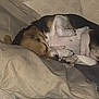 animal, beagle, bed, blanket, canine, comfort, cozy, cute, dog, domestic, fur, indoor, napping, peaceful, pet, pillow, quiet, relaxed, resting, sleeping