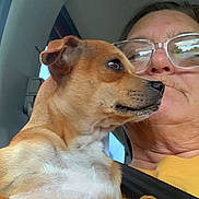 Lady joined the competition — help win amazing prizes! dog, person, glasses, car, seatbelt, yellow_shirt, close_up, pet, brown_dog, white_fur, indoor, window, casual, portrait, animal, companion, candid, human, face, reflection