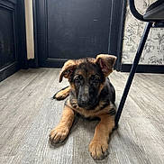 Vicky participe au concours pour gagner de l'argent avec cette photo : animal, canine, dog, dogbed, e_scooter, hardwood, hockey, icehockey, icehockeystick, indoors, interiordesign, pet, puppy, rink, skating, sport, stainedwood, transportation, vehicle, wood