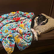 Psycho is registered to the contest to win money with this photo: dog, sleeping, blanket, floral_pattern, pillow, couch, resting, cozy, indoor, pet, black_and_white, fur, paw, relaxation, home, comfort, animal, canine, domestic, nap