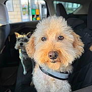 Chuck joined the competition — help win amazing prizes! dog, car_interior, seat, window, pet, animal, fur, curious, closeup, portrait, canine, vehicle, leash, companion, domestic_animal, seat_cover, sunlight, eyes, nose, ears