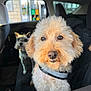 dog, car_interior, seat, window, pet, animal, fur, curious, closeup, portrait, canine, vehicle, leash, companion, domestic_animal, seat_cover, sunlight, eyes, nose, ears