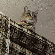 Zephyr joined the competition — help win amazing prizes! cat, furniture, indoor, pattern, fabric, pet, animal, curious, texture, blurred, cozy, collar, home, resting, looking, closeup, wall, brown, beige, soft