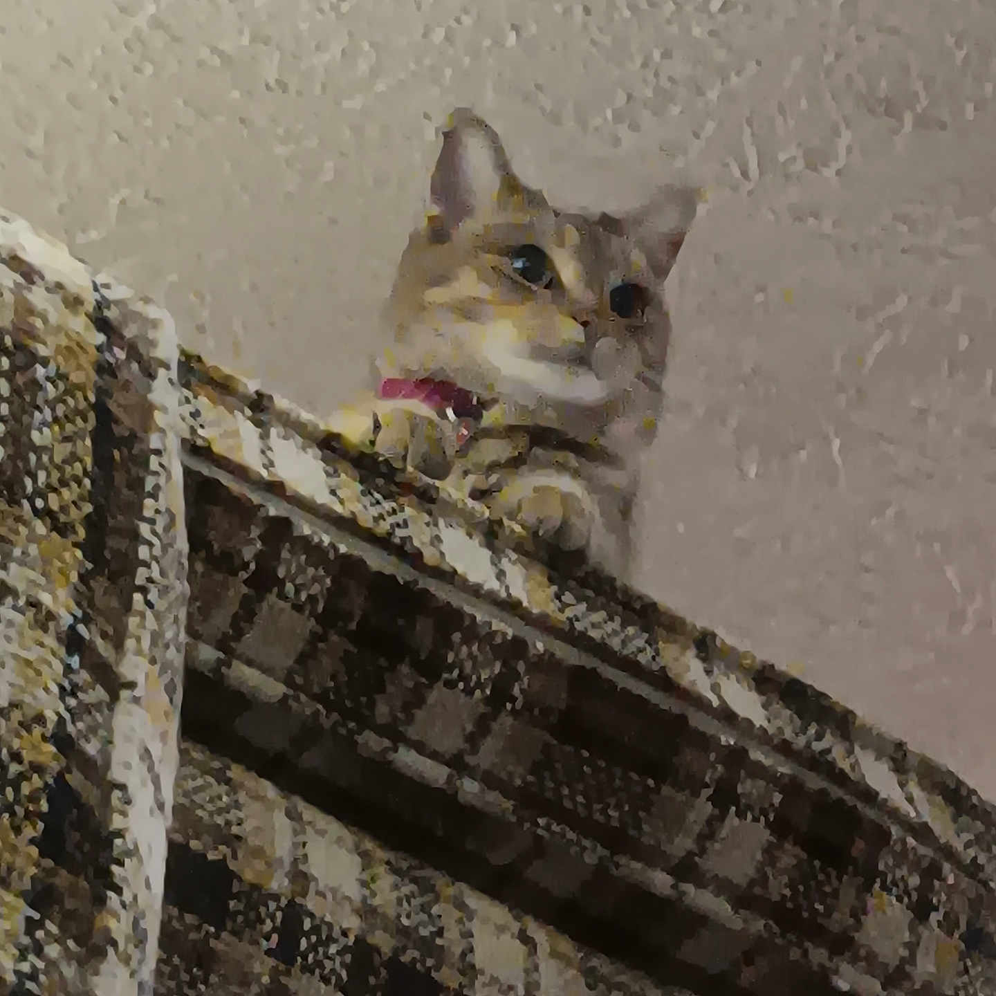 Zephyr joined the competition — help win amazing prizes! animal, beige, blurred, brown, cat, closeup, collar, cozy, curious, fabric, furniture, home, indoor, looking, pattern, pet, resting, soft, texture, wall