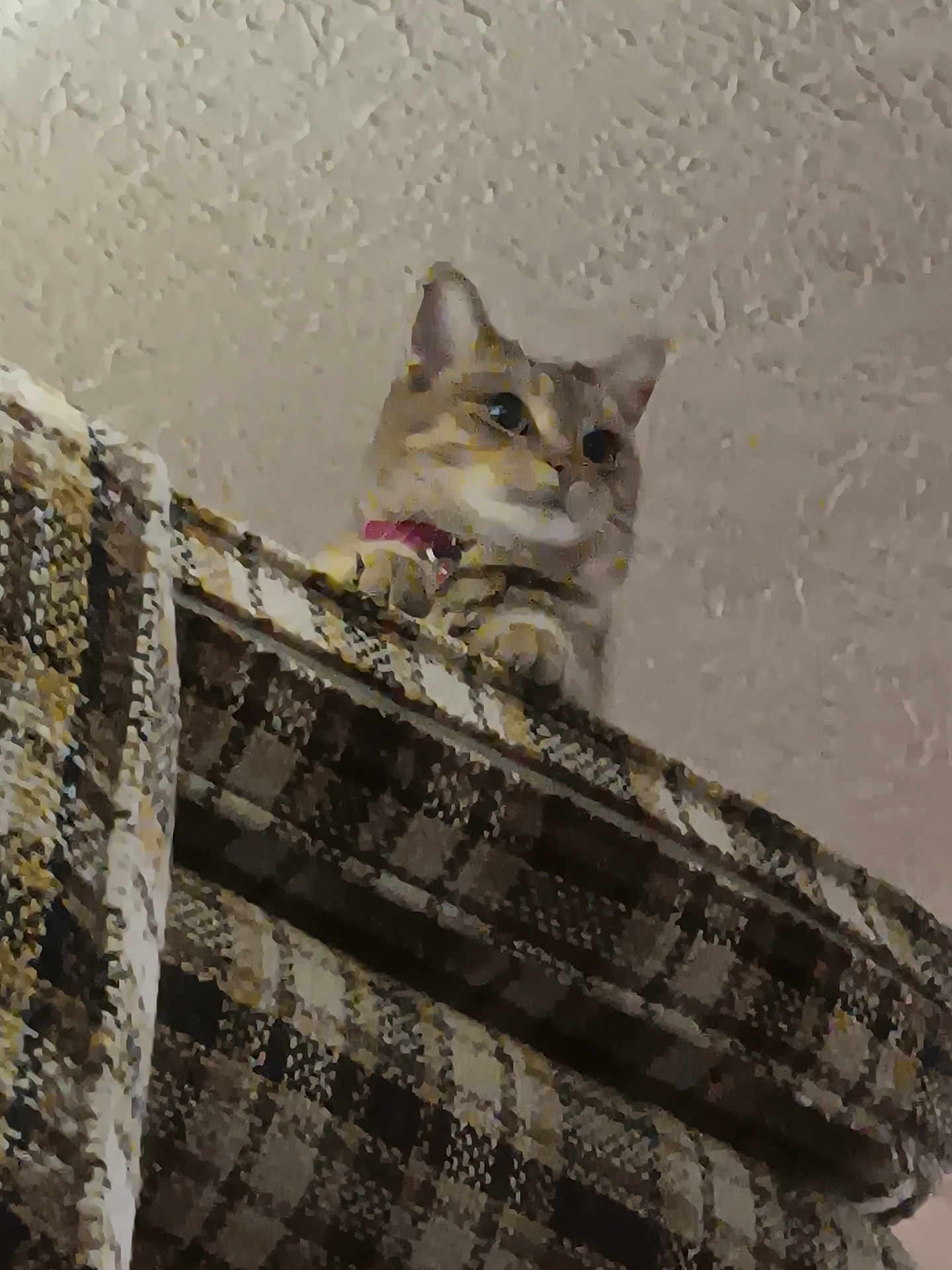 Zephyr joined the competition — help win amazing prizes! cat, furniture, indoor, pattern, fabric, pet, animal, curious, texture, blurred, cozy, collar, home, resting, looking, closeup, wall, brown, beige, soft