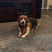 Wesley Wilson joined the competition — help win amazing prizes! dog, beagle, indoor, carpet, chew_toy, bone, furniture, wooden_cabinet, pet, animal, floor, living_room, brown, white, black, blur, cute, playful, domestic, canine