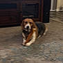 dog, beagle, indoor, carpet, chew_toy, bone, furniture, wooden_cabinet, pet, animal, floor, living_room, brown, white, black, blur, cute, playful, domestic, canine