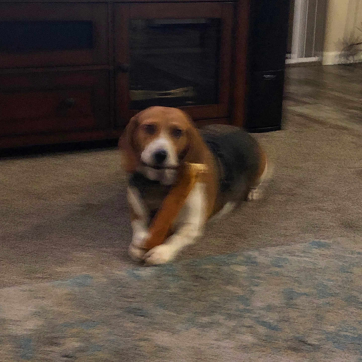 Wesley Wilson joined the competition — help win amazing prizes! animal, beagle, black, blur, bone, brown, canine, carpet, chew_toy, cute, dog, domestic, floor, furniture, indoor, living_room, pet, playful, white, wooden_cabinet