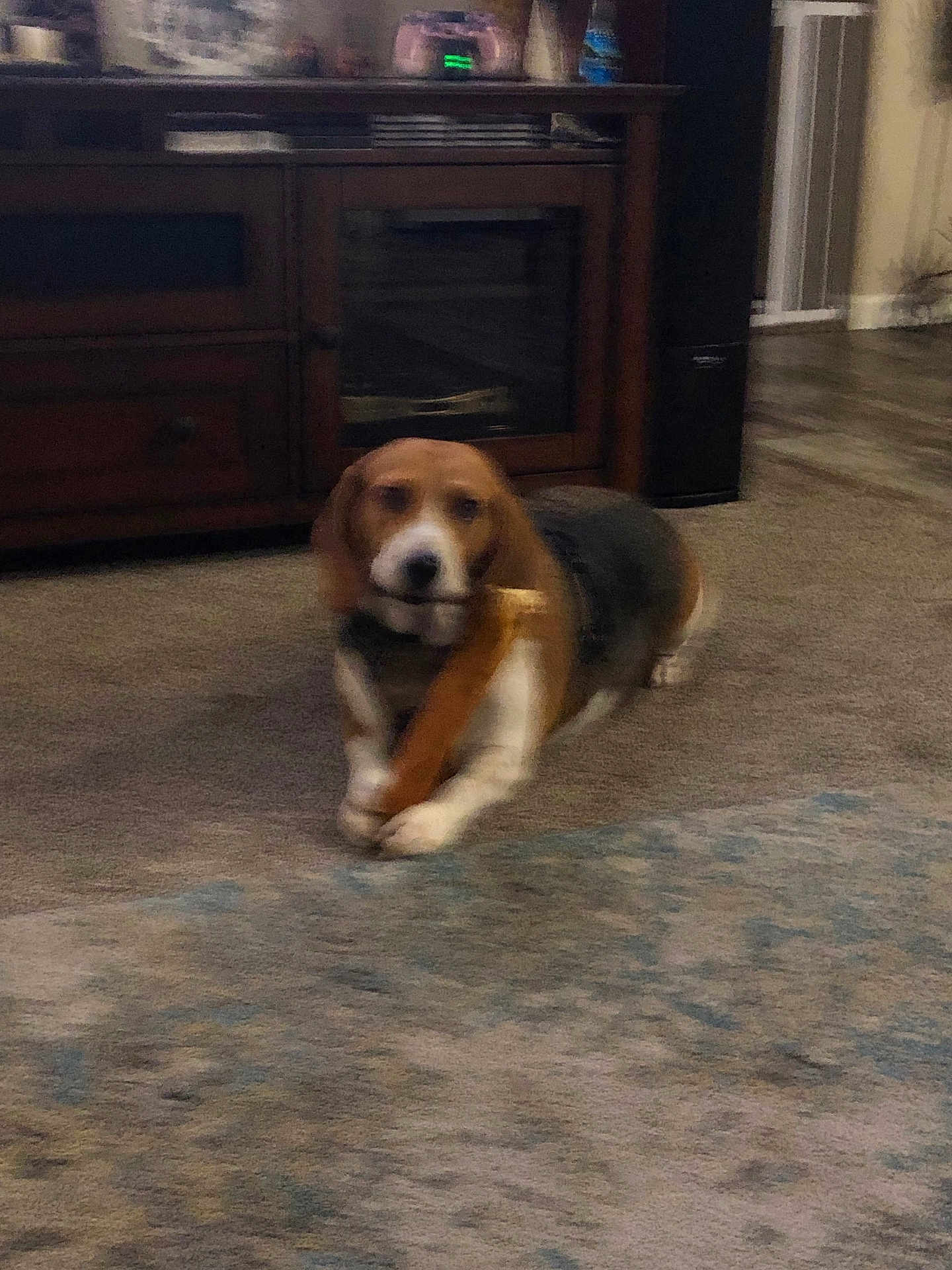 Wesley Wilson joined the competition — help win amazing prizes! dog, beagle, indoor, carpet, chew_toy, bone, furniture, wooden_cabinet, pet, animal, floor, living_room, brown, white, black, blur, cute, playful, domestic, canine