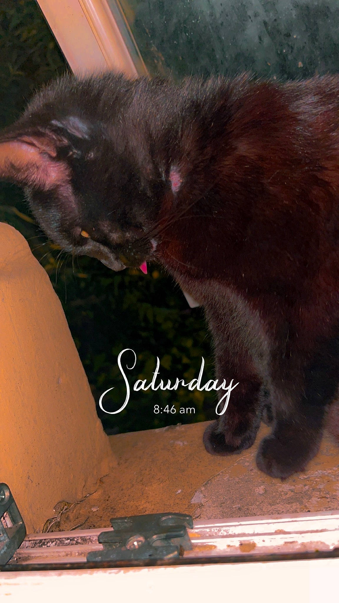 Chips joined the competition — help win amazing prizes! art, black_cat, bombay, carnivore, cat, claw, domestic_short_haired_cat, felidae, font, fur, love, nap, organism, paw, photo_caption, small_to_medium_sized_cats, snout, tail, terrestrial_animal, whiskers