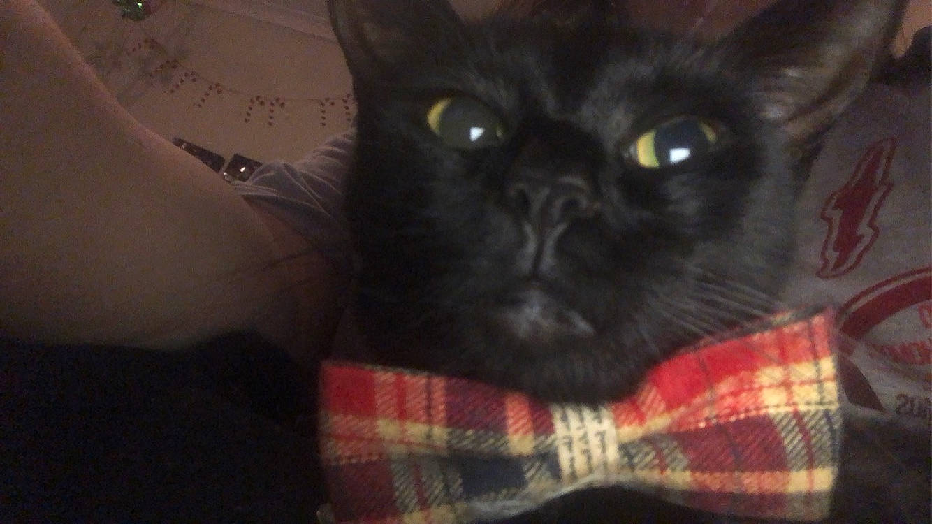 Chips joined the competition — help win amazing prizes! black_cat, carnivore, cat, claw, comfort, darkness, domestic_short_haired_cat, eye, fawn, felidae, fur, pattern, plaid, small_to_medium_sized_cats, snout, tartan, terrestrial_animal, whiskers