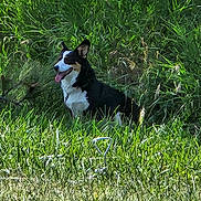 Houdini is registered to the contest to win money with this photo: dog, grass, outdoor, nature, pet, animal, panting, black, white, tan, fur, happy, canine, field, sunlight, tongue, sitting, greenery, summer, daytime
