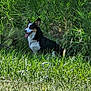 dog, grass, outdoor, nature, pet, animal, panting, black, white, tan, fur, happy, canine, field, sunlight, tongue, sitting, greenery, summer, daytime