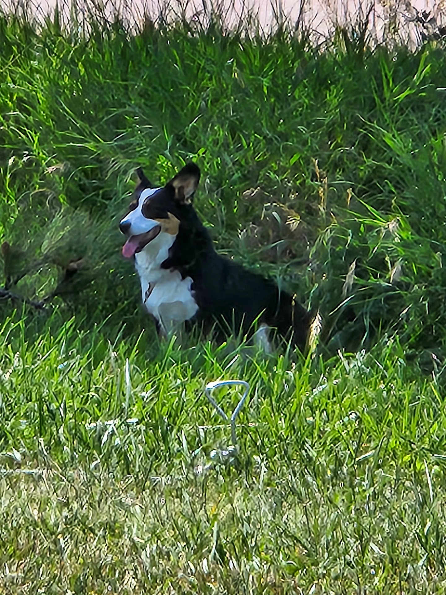 Houdini is registered to the contest to win money with this photo: dog, grass, outdoor, nature, pet, animal, panting, black, white, tan, fur, happy, canine, field, sunlight, tongue, sitting, greenery, summer, daytime