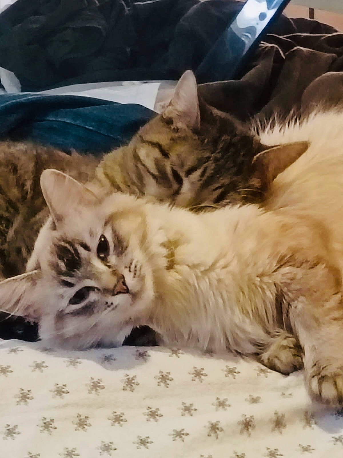 Norma Jean is registered to the contest to win money with this photo: bed, blanket, cat, cats, close_up, companion, cozy, cuddling, domestic, fur, indoors, longhair, nap, paws, pet, portrait, sleepy, tabby, two_cats, whiskers